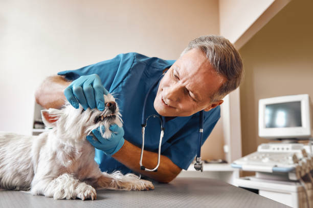 , NY Emergency Dental Service Company
